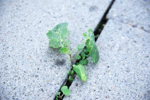 Vibrant, green, wild plants growing from a stone floor